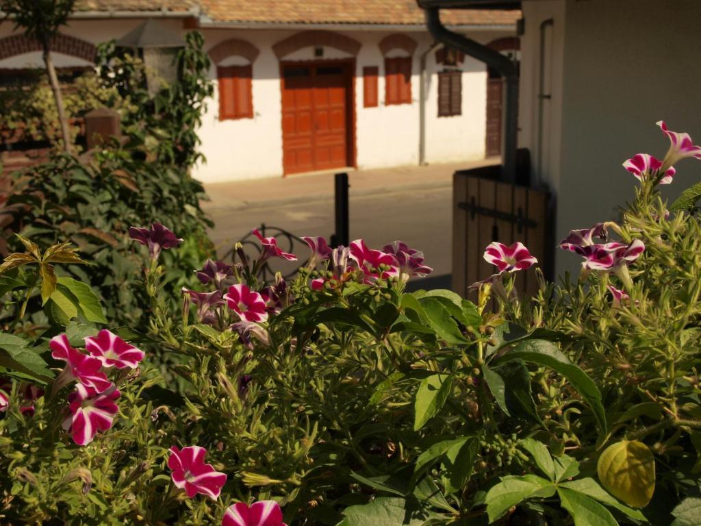 Vitenyi Pince Vendeghaz Villany Exterior photo